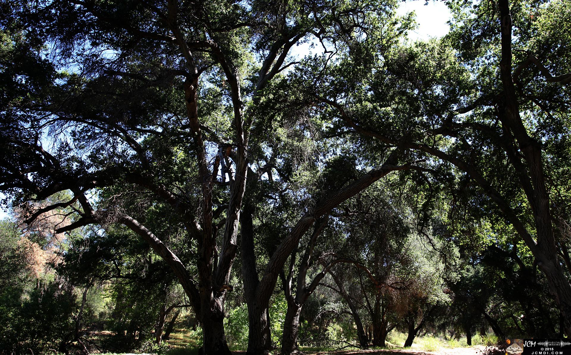 Whitney Canyon Hike Live Oak Forest